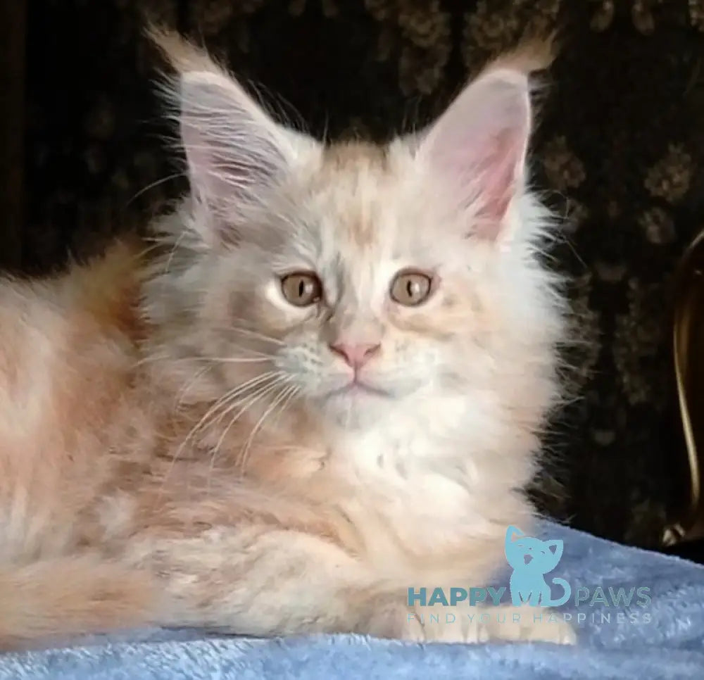 Sunny Maine Coon male red silver tabby live animals