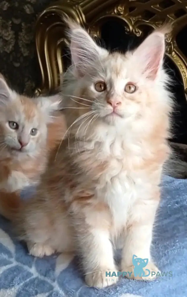 Sunny Maine Coon male red silver tabby live animals