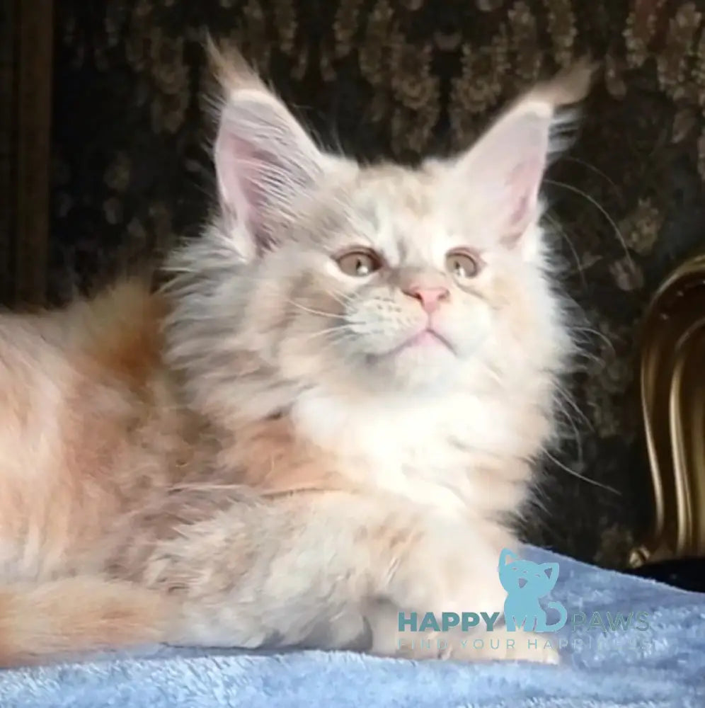 Sunny Maine Coon male red silver tabby live animals