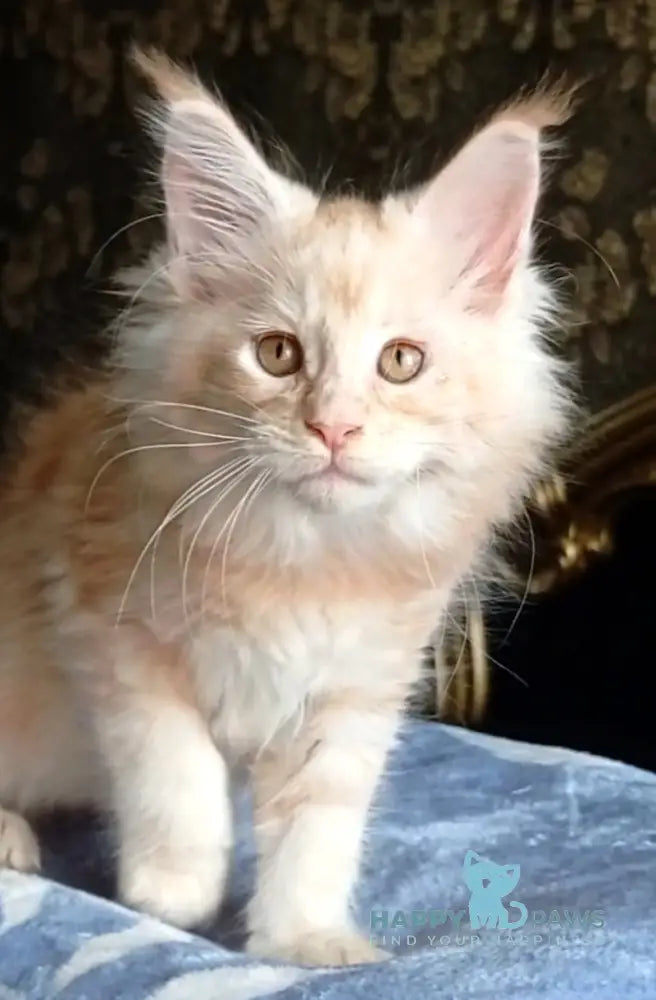 Sunny Maine Coon male red silver tabby live animals