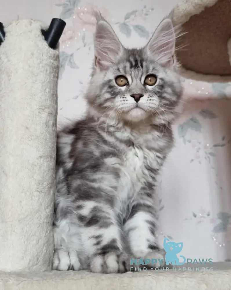 Susanne Maine Coon Female Black Silver Tabby Live Animals