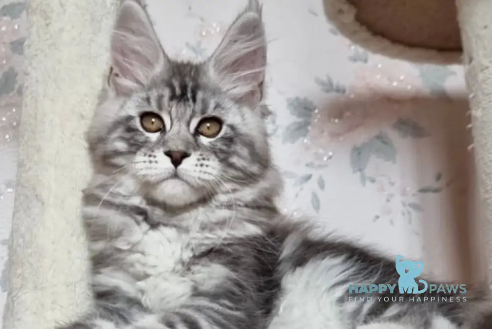 Susanne Maine Coon Female Black Silver Tabby Live Animals