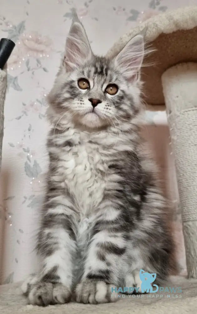 Susanne Maine Coon Female Black Silver Tabby Live Animals