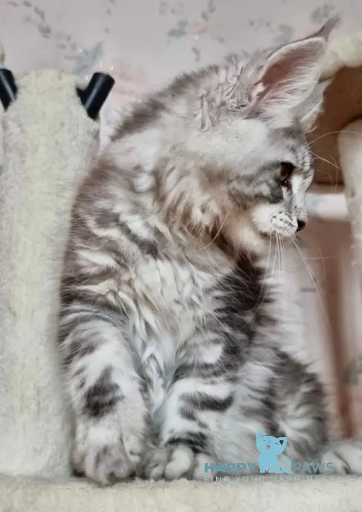 Susanne Maine Coon Female Black Silver Tabby Live Animals