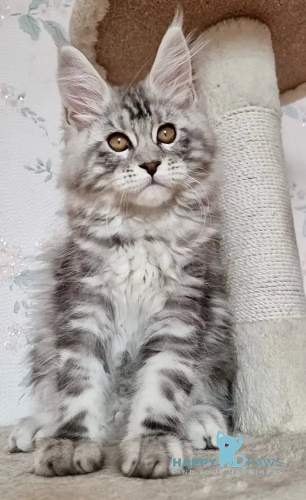 Susanne Maine Coon Female Black Silver Tabby Live Animals