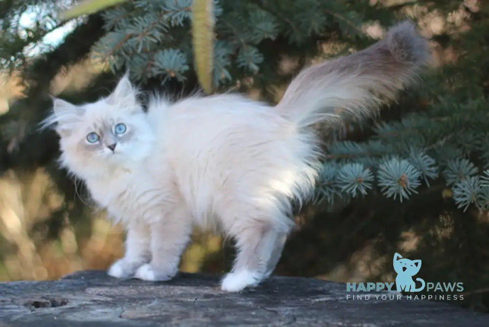 Susie Moon Discaria Siberian Female Blue Tabby Pointed With White Live Animals