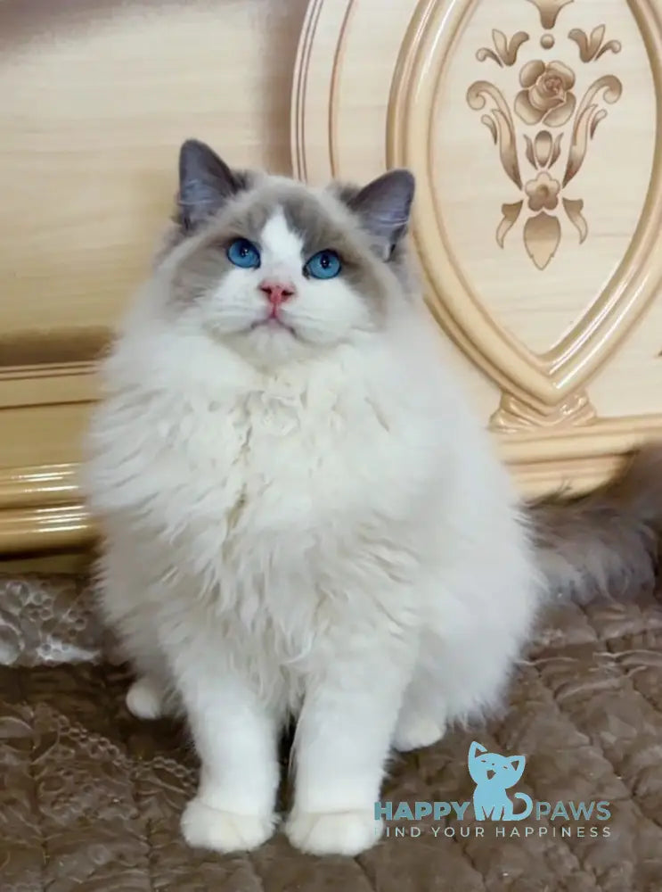 Svet Ragdoll Male Blue Bicolour Live Animals