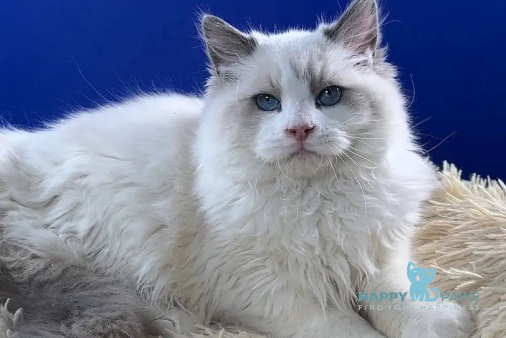 Svet Ragdoll Male Blue Bicolour Live Animals