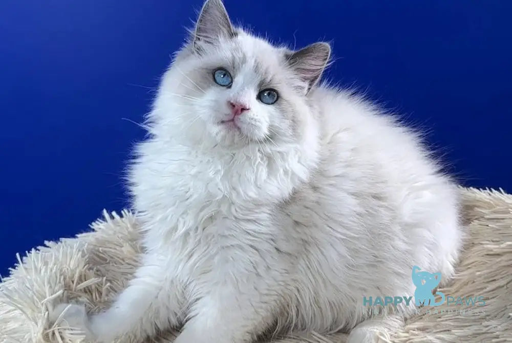 Svet Ragdoll Male Blue Bicolour Live Animals