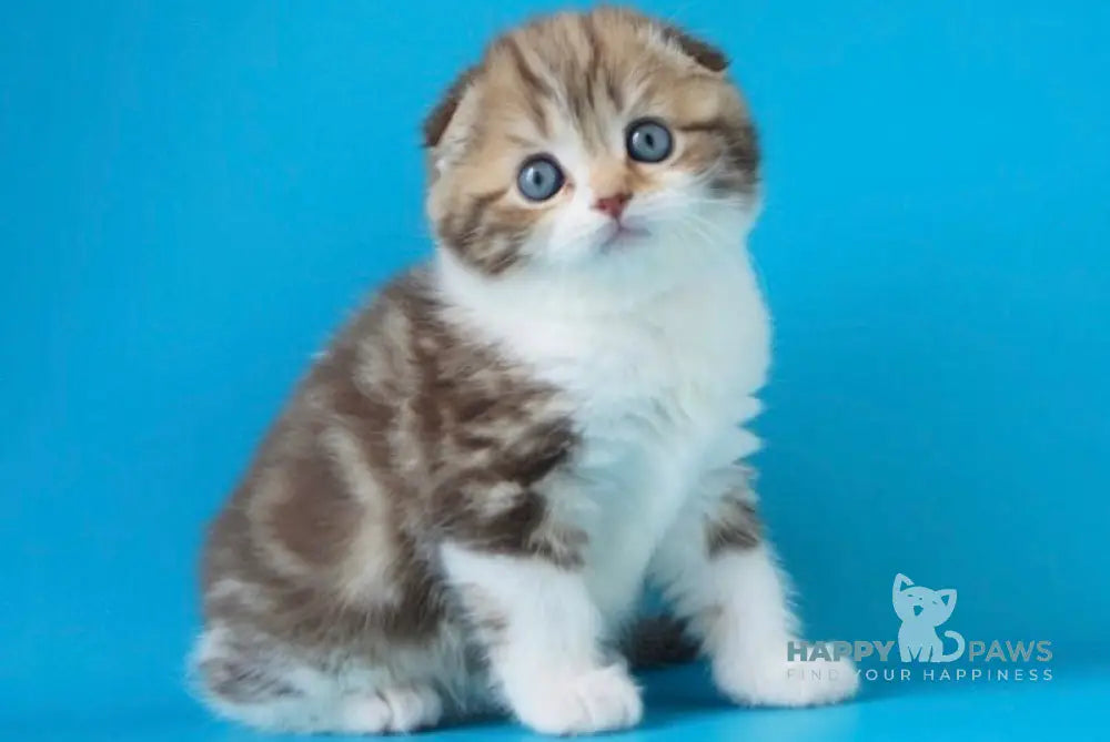 Svitozara Scottish Fold Female Chocolate Tabby Bicolour Live Animals