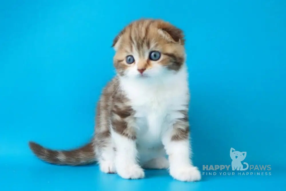 Svitozara Scottish Fold Female Chocolate Tabby Bicolour Live Animals