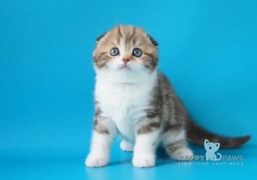 Svitozara Scottish Fold Female Chocolate Tabby Bicolour Live Animals