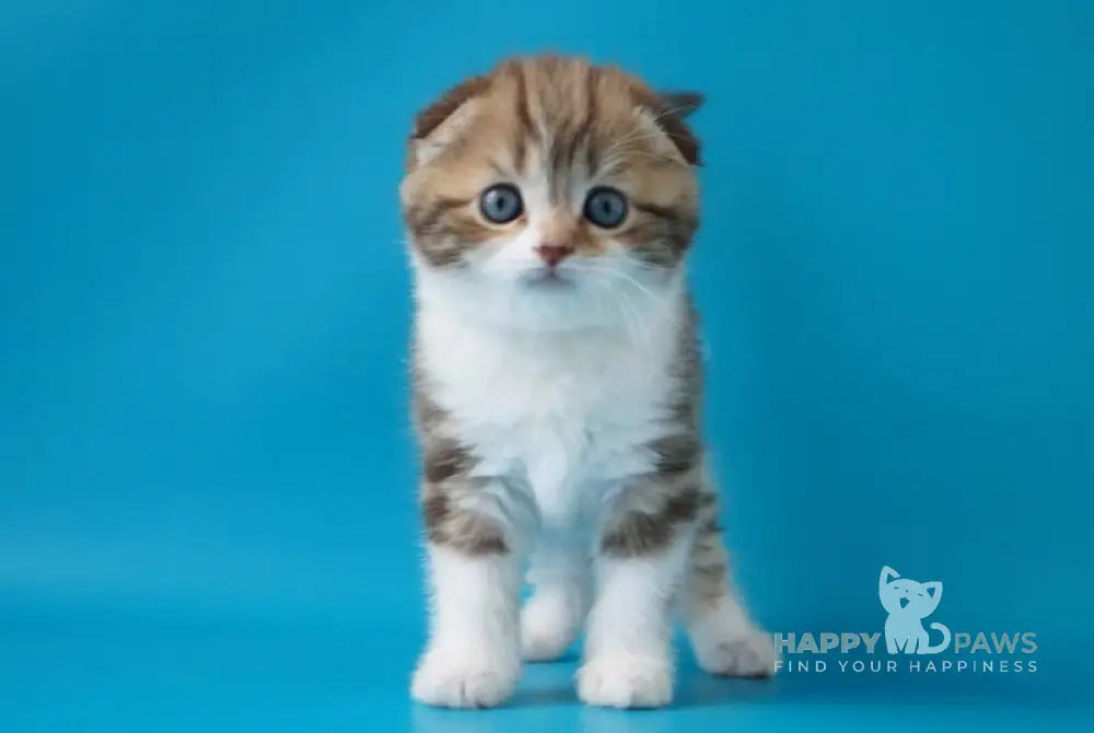 Svitozara Scottish Fold Female Chocolate Tabby Bicolour Live Animals