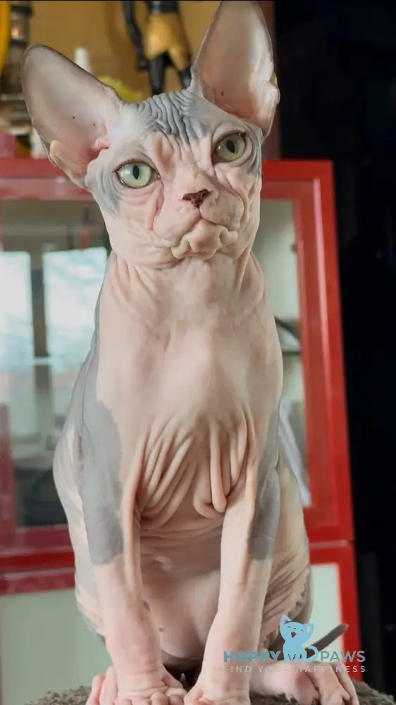 Swayze Canadian Sphynx male black bicolour live animals