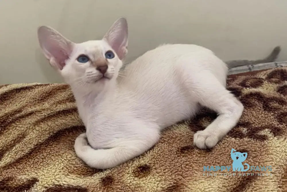 Sweet Oriental Shorthair Male Chocolate Pointed Live Animals