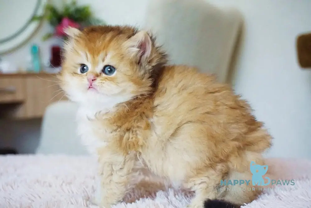 Syemka British Longhair Male Black Golden Shaded Live Animals