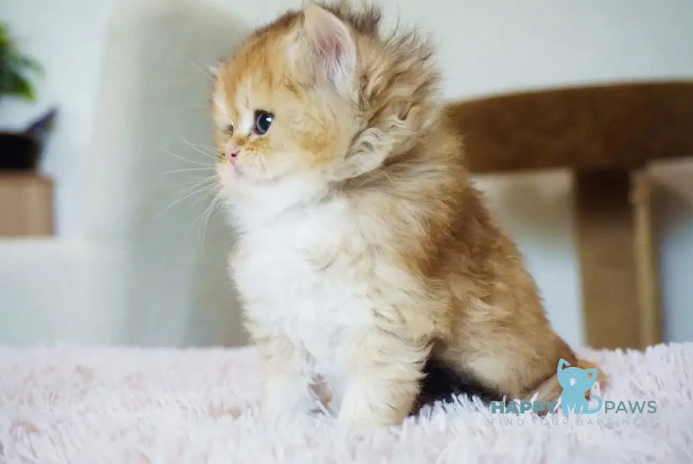 Syemka British Longhair Male Black Golden Shaded Live Animals