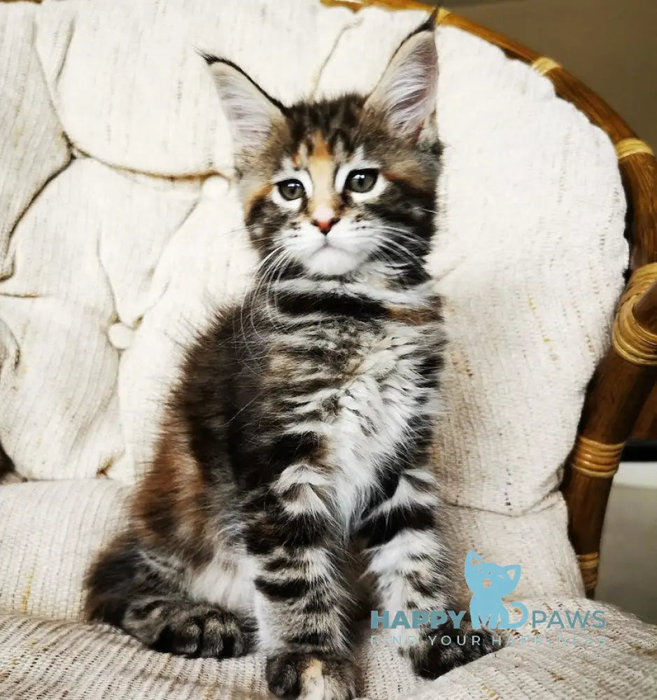 Tabitha Maine Coon Female Black Tortie Tabby With White Live Animals