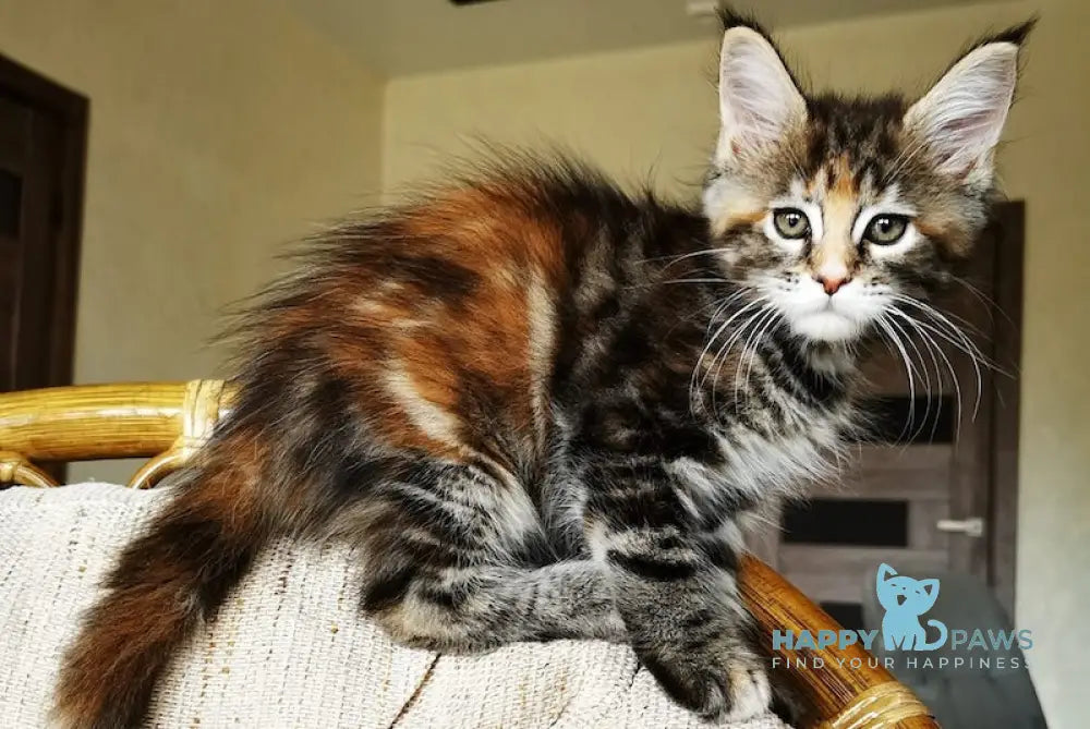 Tabitha Maine Coon Female Black Tortie Tabby With White Live Animals