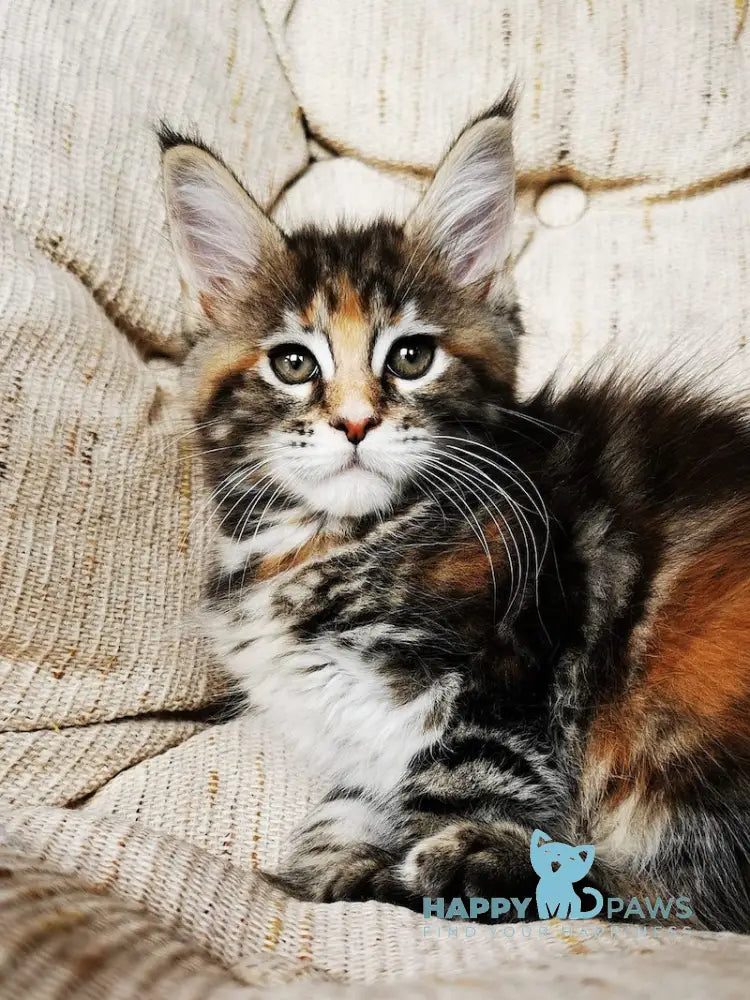 Tabitha Maine Coon Female Black Tortie Tabby With White Live Animals