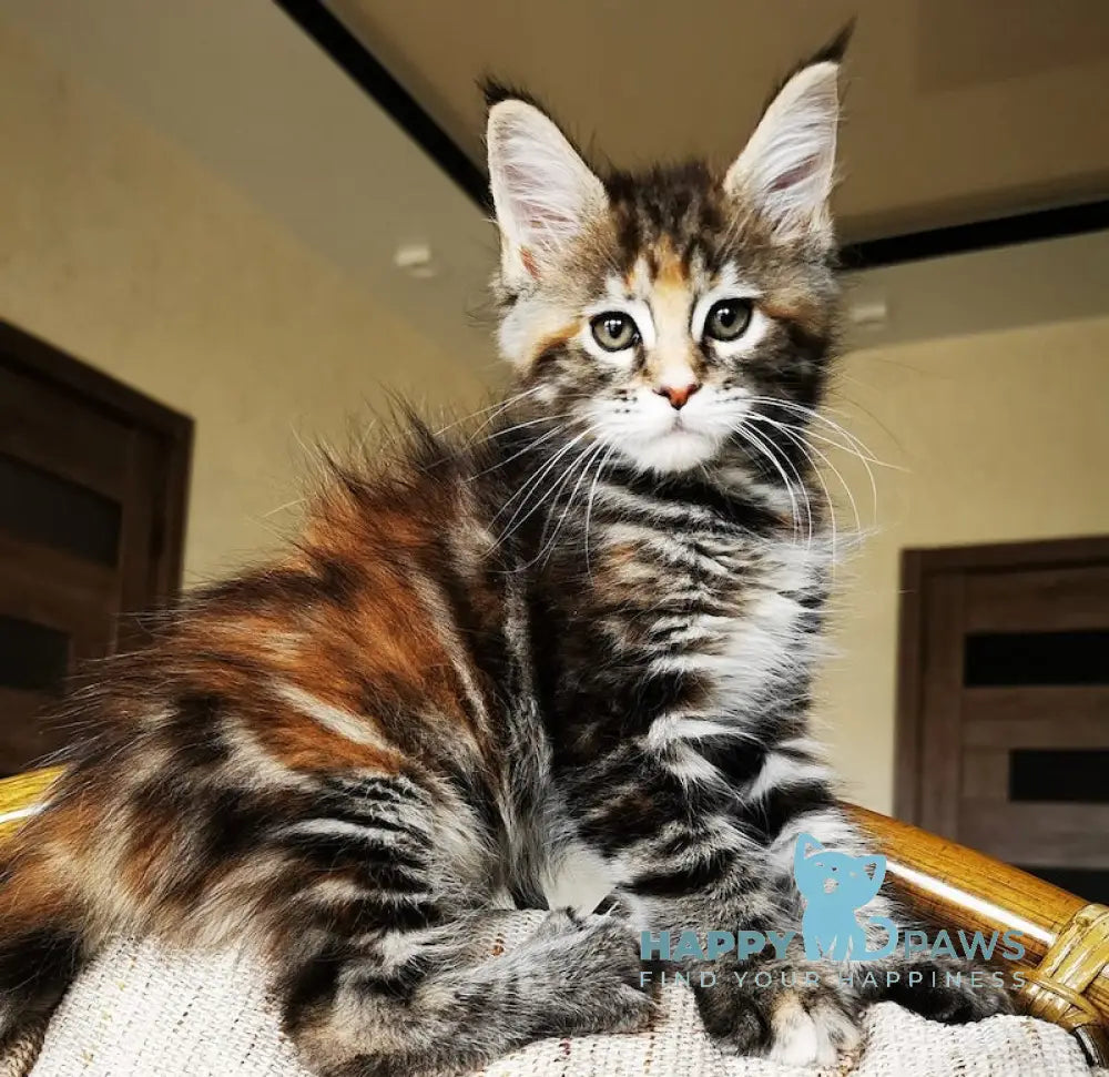 Tabitha Maine Coon Female Black Tortie Tabby With White Live Animals