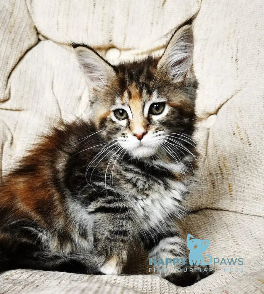 Tabitha Maine Coon Female Black Tortie Tabby With White Live Animals