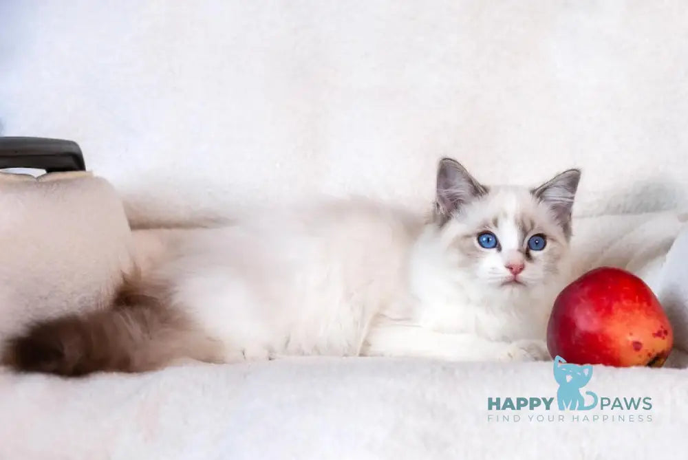 Takeshi Ragdoll Male Blue Lynx Bicolour Live Animals