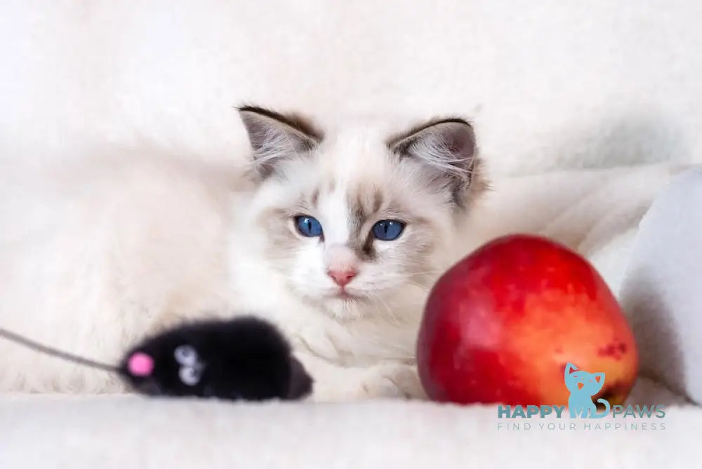 Takeshi Ragdoll Male Blue Lynx Bicolour Live Animals