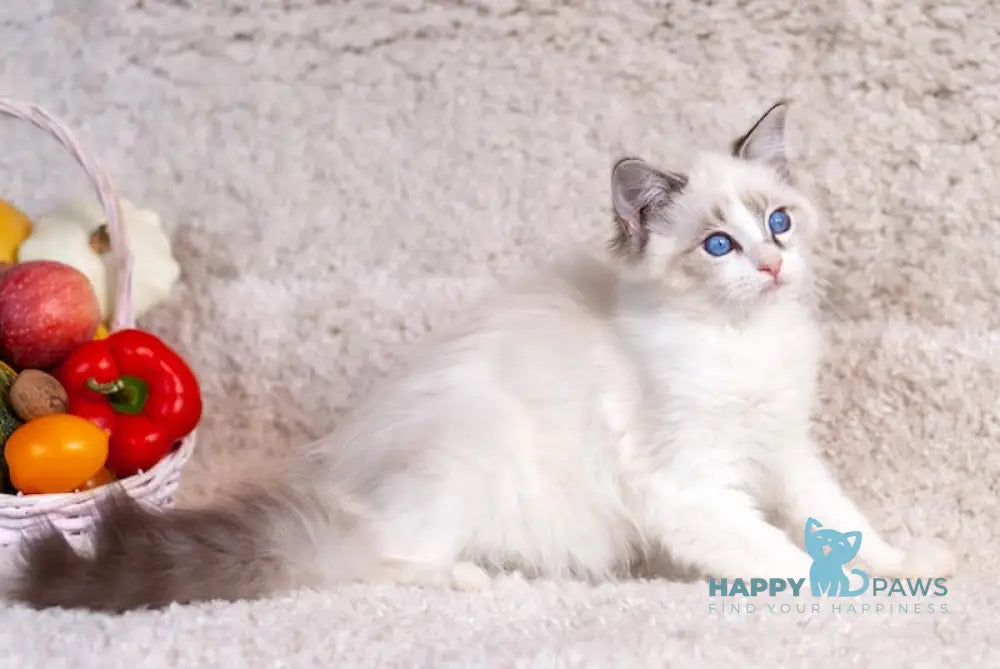 Takeshi Ragdoll Male Blue Lynx Bicolour Live Animals