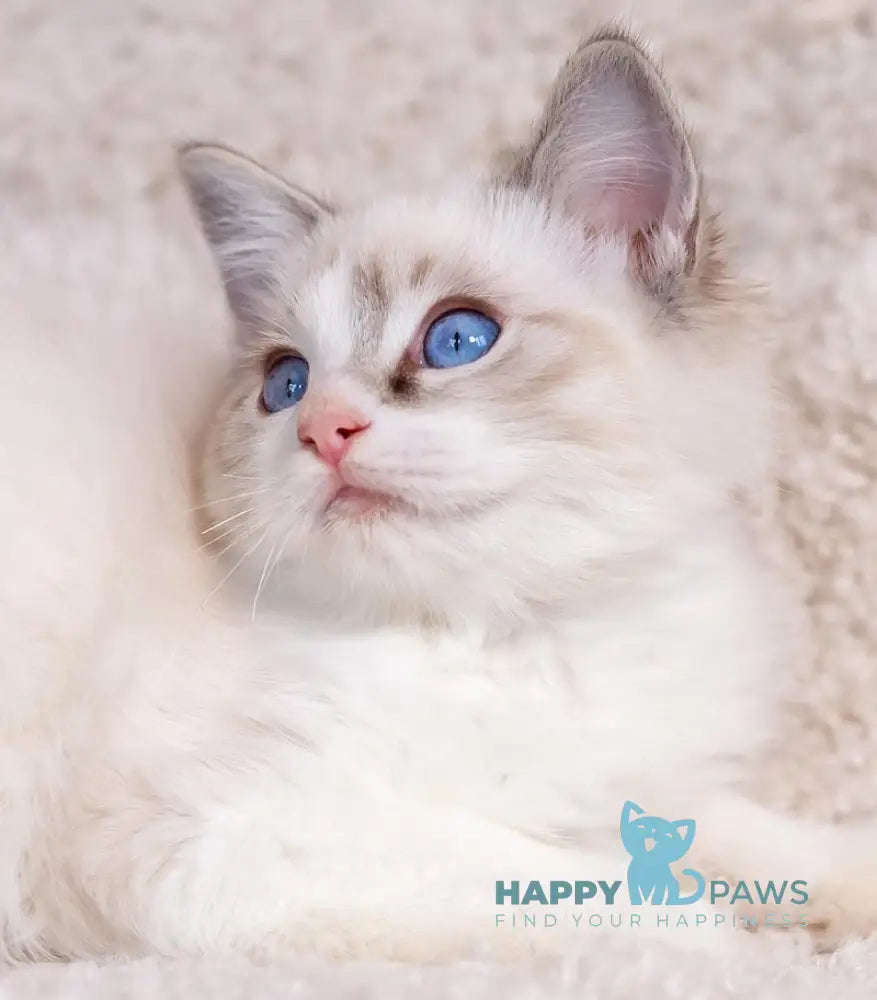 Takeshi Ragdoll Male Blue Lynx Bicolour Live Animals