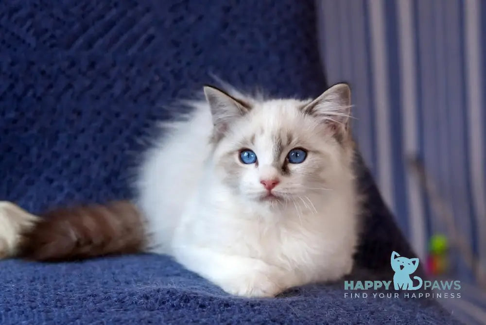 Takeshi Ragdoll Male Blue Lynx Bicolour Live Animals