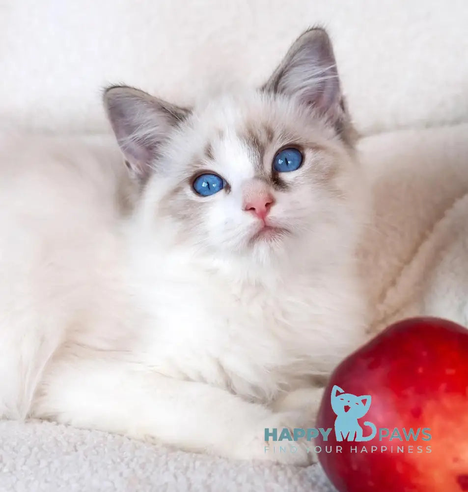 Takeshi Ragdoll Male Blue Lynx Bicolour Live Animals