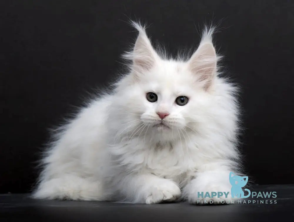 Talika Maine Coon Female White Live Animals