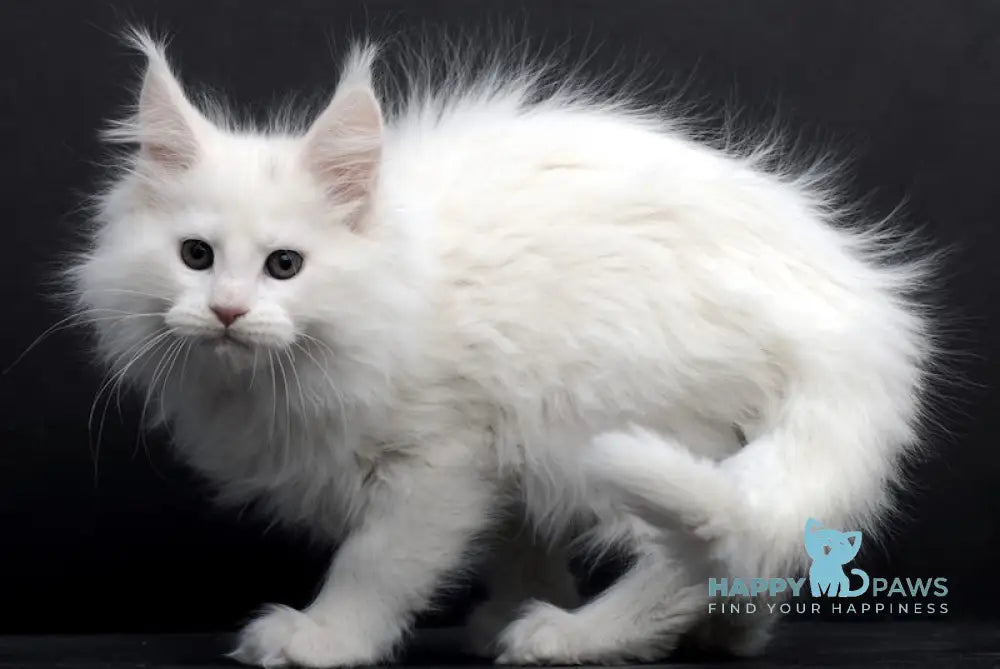 Talika Maine Coon Female White Live Animals