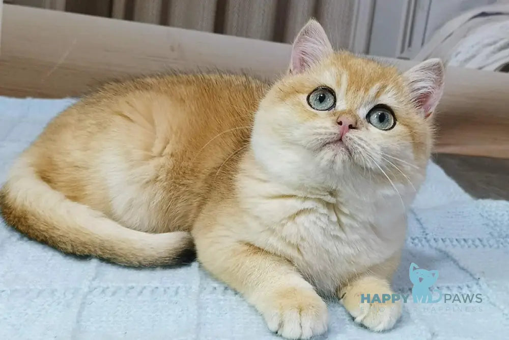 Tamaz British Shorthair male black golden chinchilla live animals