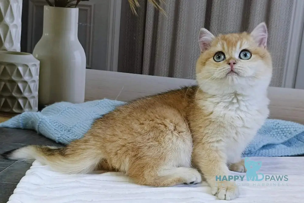 Tamaz British Shorthair male black golden chinchilla live animals