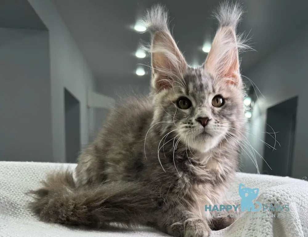 Tanga Maine Coon Female Blue Tortie Tabby Live Animals