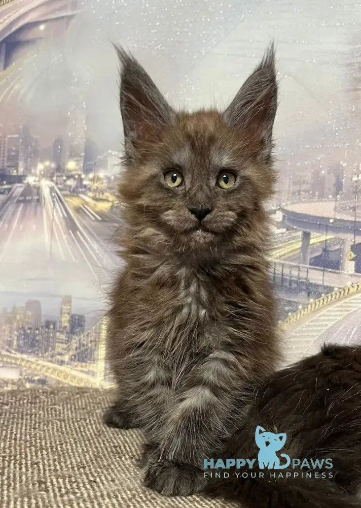 Tanuki Maine Coon Female Black Smoke Live Animals