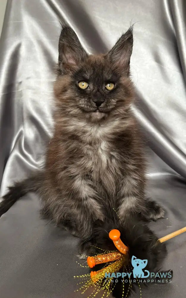 Tanuki Maine Coon female black smoke live animals