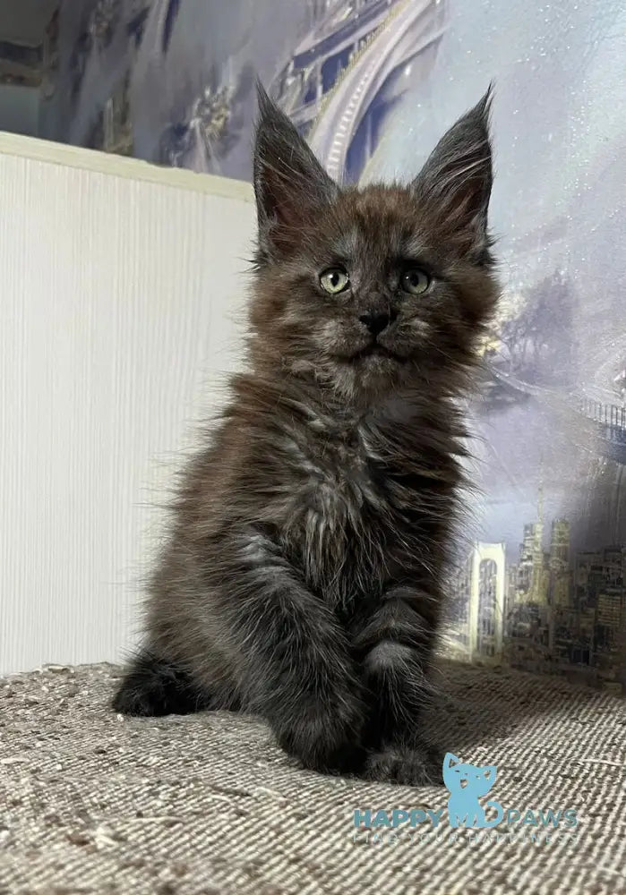 Tanuki Maine Coon Female Black Smoke Live Animals