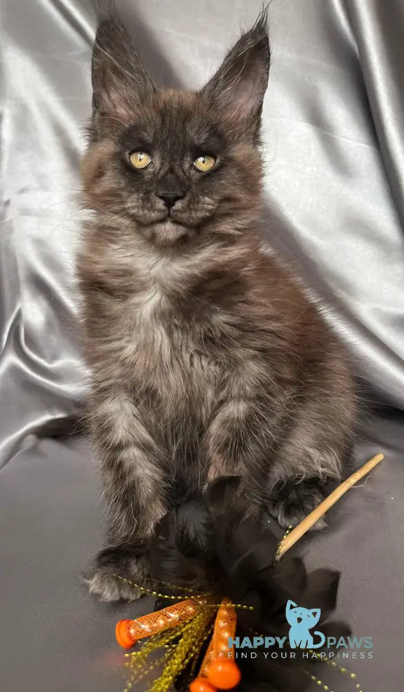 Tanuki Maine Coon female black smoke live animals