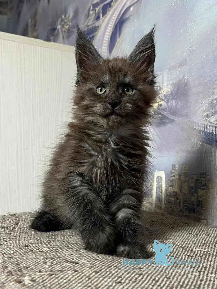 Tanuki Maine Coon Female Black Smoke Live Animals