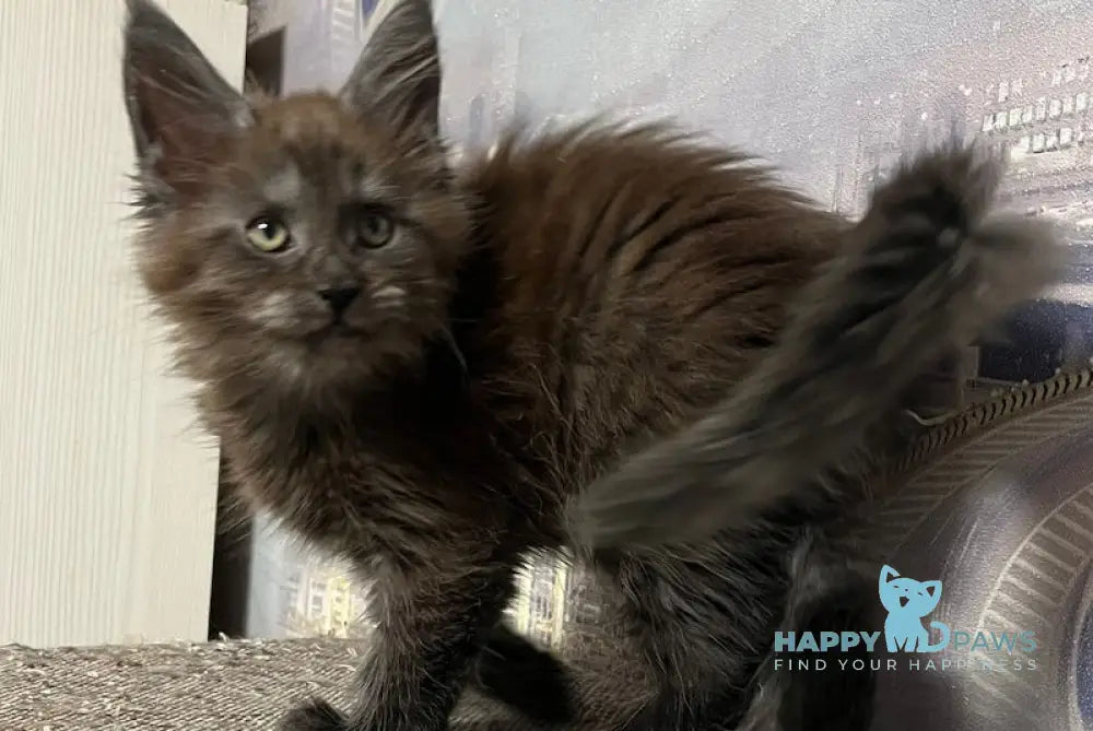 Tanuki Maine Coon Female Black Smoke Live Animals