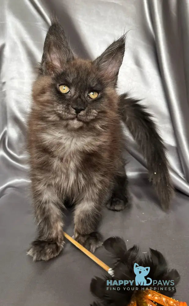 Tanuki Maine Coon female black smoke live animals