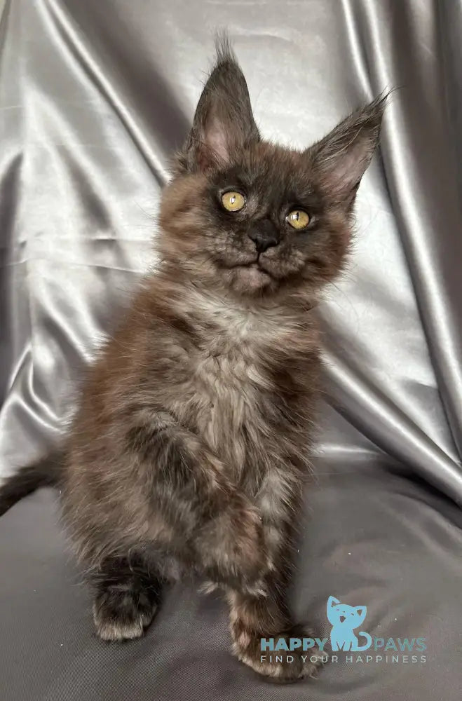 Tanuki Maine Coon female black smoke live animals