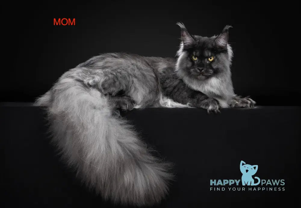 Tanuki Maine Coon Female Black Smoke Live Animals