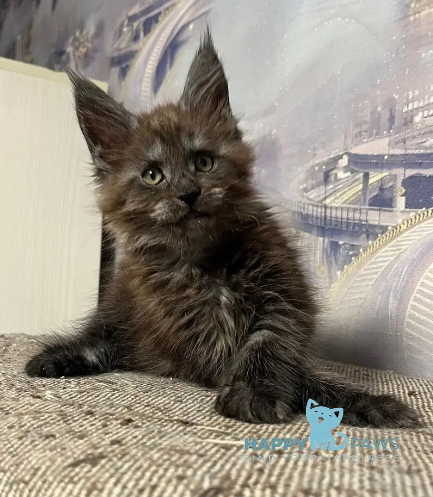 Tanuki Maine Coon Female Black Smoke Live Animals