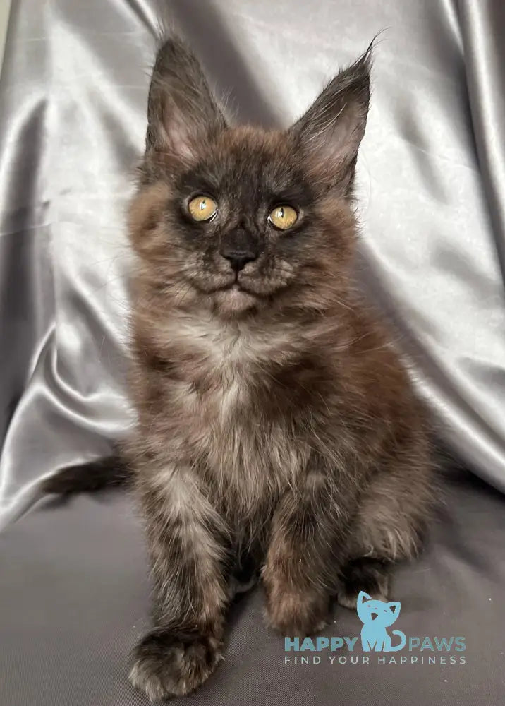 Tanuki Maine Coon female black smoke live animals