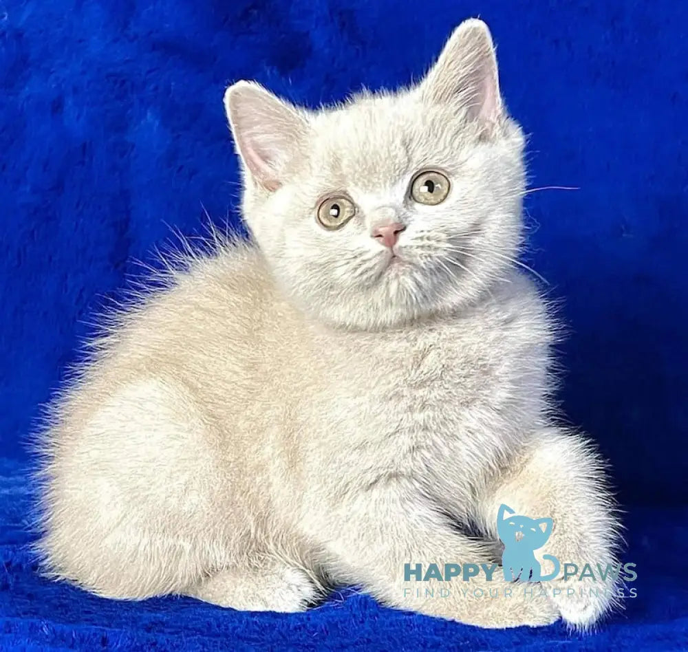 Tanushka British Shorthair Female Fawn Live Animals