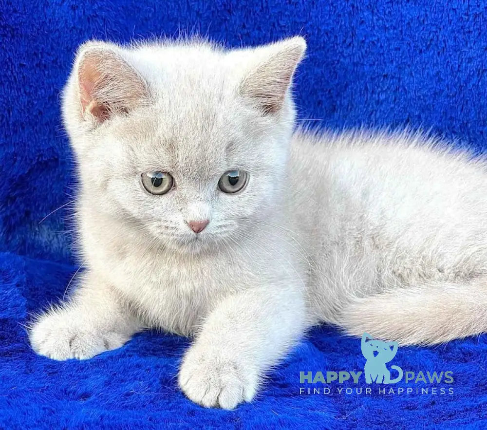 Tanushka British Shorthair Female Fawn Live Animals